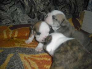 vand catei bulldog englez