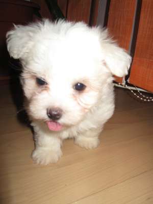Vand pui bichon maltez,  pret: 500 ron,  tel: 0727345440,  e-mail: *****.