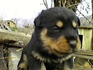 rottweiler de vanzare la pret de criza