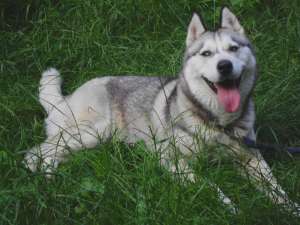 Catelusa Husky