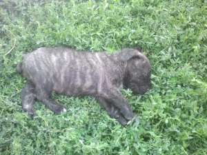 Femela Cane Corso,  din parinti cu pedigree