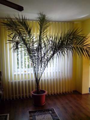 palmier phoenix canariesis 2, 5 m.   i