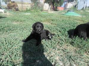 vand catei labrador
