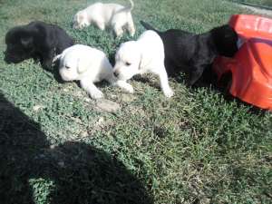vand catei labrador