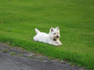 Pui Westie ,  Shihtzu ,  Beagle