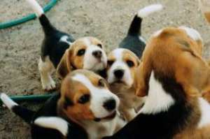 Pui Westie ,  Shihtzu ,  Beagle