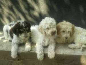 Vand catei lagotto