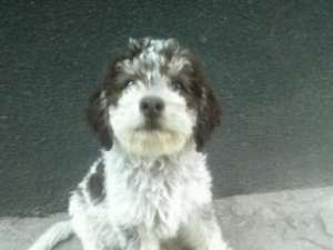 Vand catei lagotto