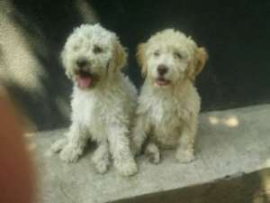 Vand catei lagotto