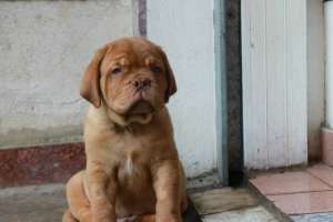 dog de bordeaux pui-de vanzare