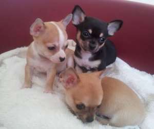 Chihuahua catelus