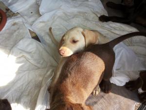 pui de brac german