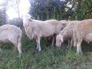 berbeci de lapte rasa sarda
