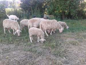 berbeci de lapte rasa sarda