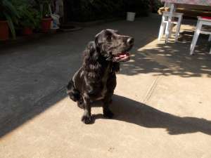 vand cocker spaniel 6 luni