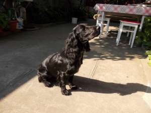 vand cocker spaniel 6 luni