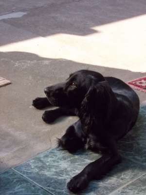 vand cocker spaniel 6 luni