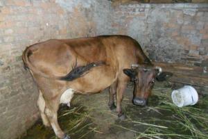 vand vaca cu vitel
