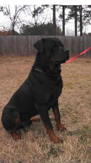 CATEI ROTTWEILER