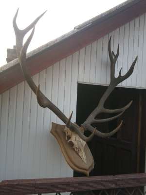 vand coarne cerb