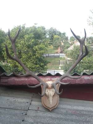 vand coarne cerb