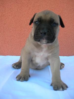Puii amstaff de vanzare