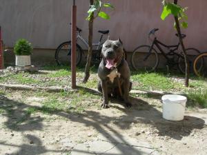 Puii amstaff de vanzare