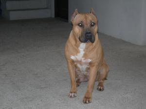 Puii amstaff de vanzare