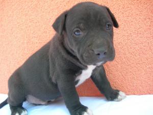 Puii amstaff de vanzare