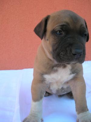 Puii amstaff de vanzare