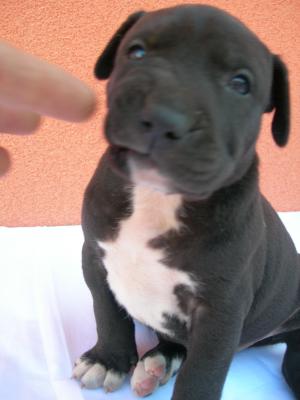 Puii amstaff de vanzare