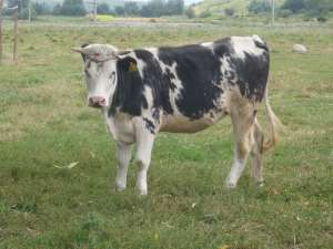 V�nd juninca rasa Albastru Belgian