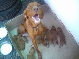 pui vizsla maghiara timisoara