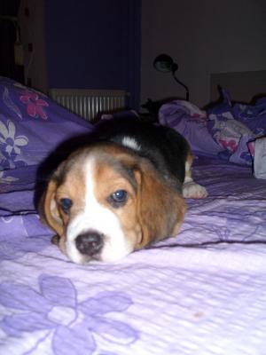 Vand beagle mascul