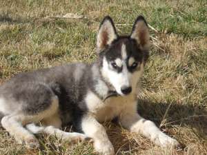 Siberian Husky