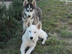 Siberian Husky
