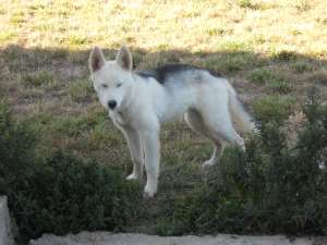 Siberian Husky