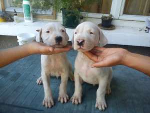 vind catei dog argantinian