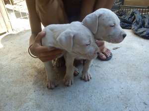vind catei dog argantinian
