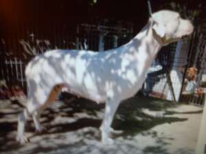 vind catei dog argantinian