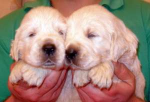 Pui Golden Retriever Hidalgo`s Spirit