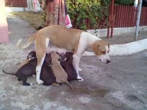 pui amstaff de vanzare