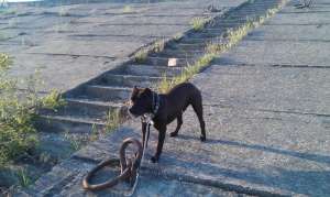 pui amstaff de vanzare