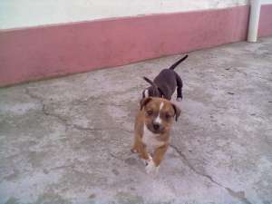 pui amstaff de vanzare