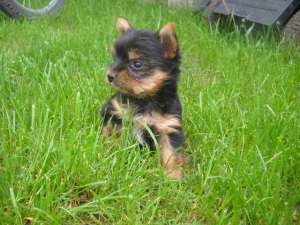 yorkshire terrier toy de vanzare