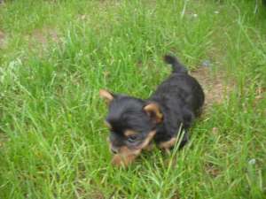 yorkshire terrier toy de vanzare