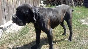 Vand cane corso