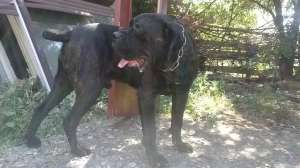 Vand cane corso