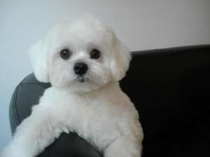 bichon maltez pitic mascul caut monta