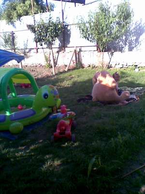schimb casa valu lui traian cu ap ct
